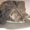 US Civil War Model 1858 Infantry Hardee Hat - Image 5