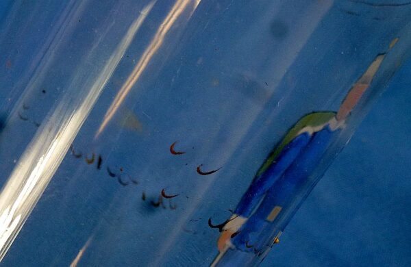 Imperial Austro-Hungarian Glass - Image 2
