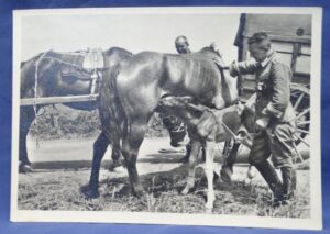 Waffen SS Auch ein Kriegskind Postcard